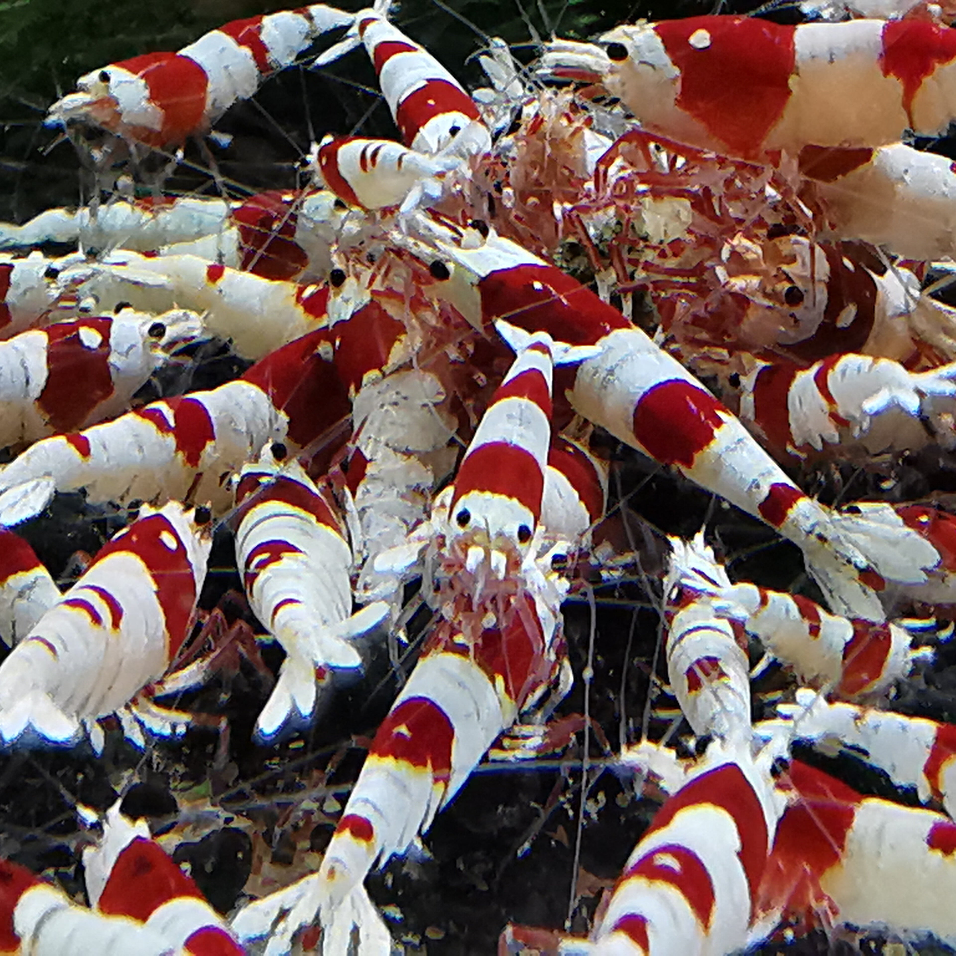 Resan från Crystal Black till Boa räkor-En introduktion i avel