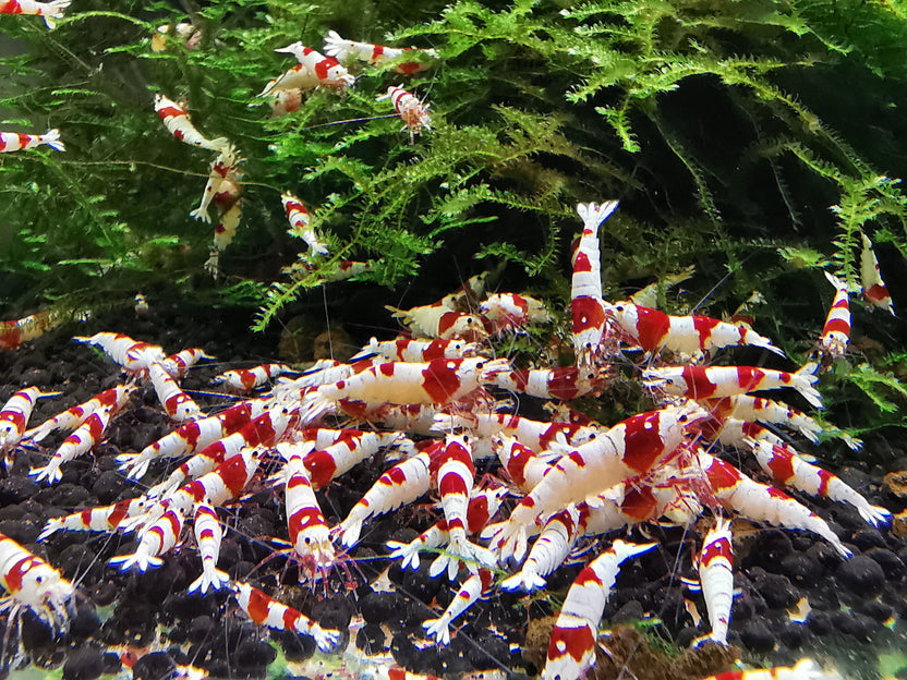 | Din specialist på akvarieräkor – Ultra Shrimps