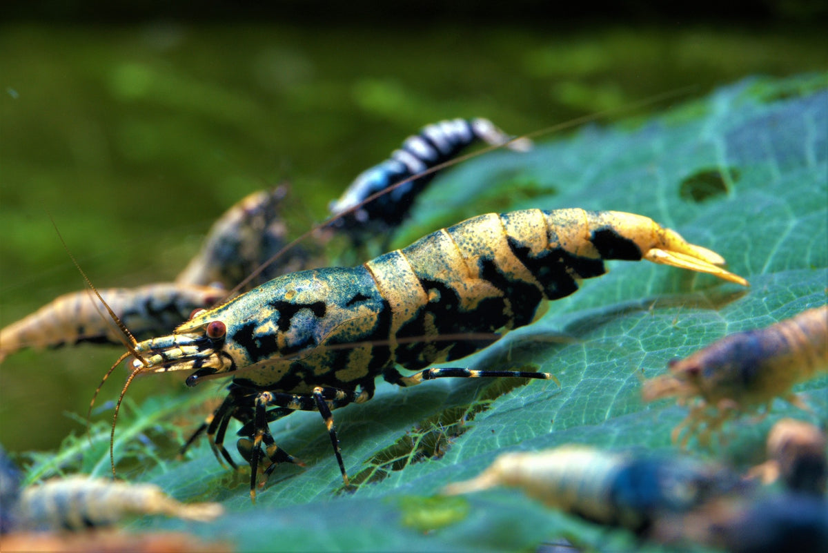| Din specialist på akvarieräkor – Ultra Shrimps