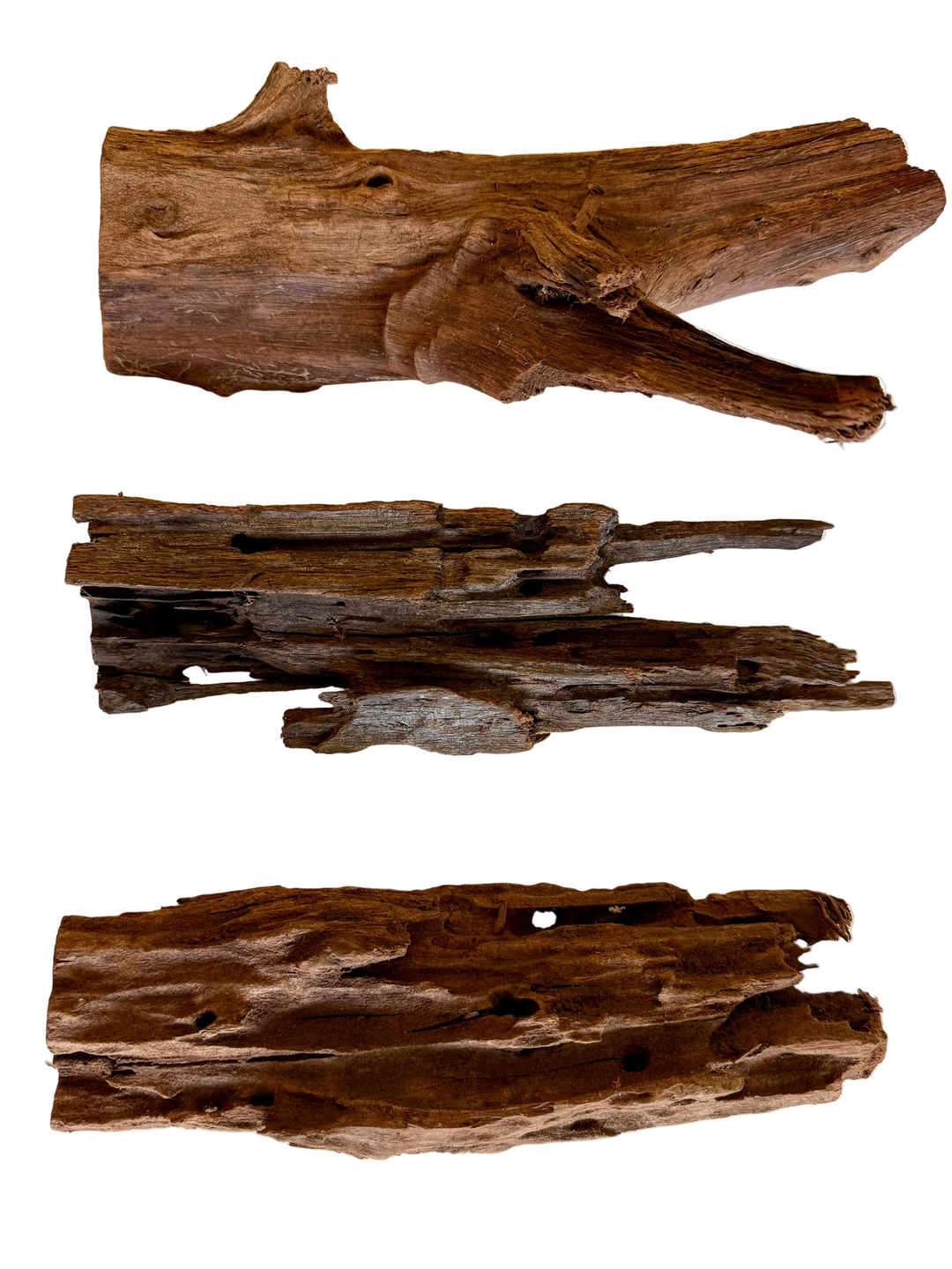 mangrove root