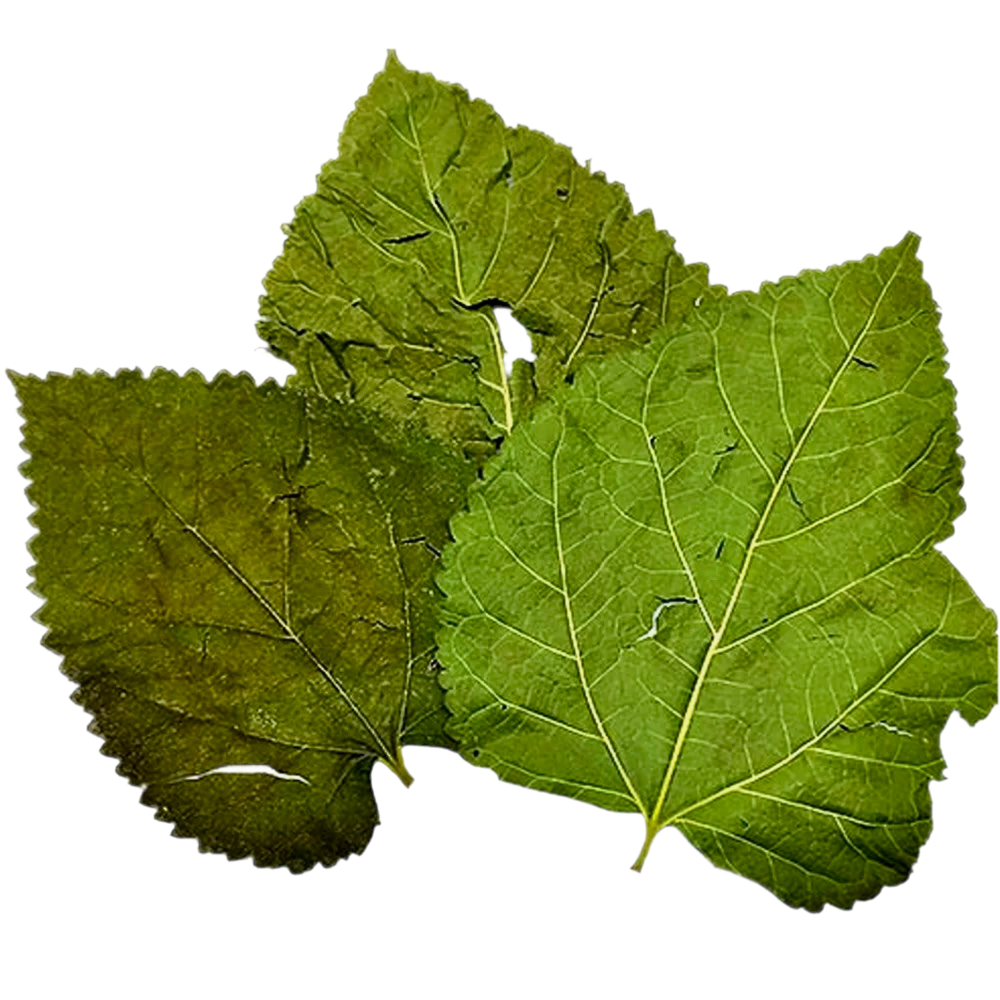 mullberry leaves
